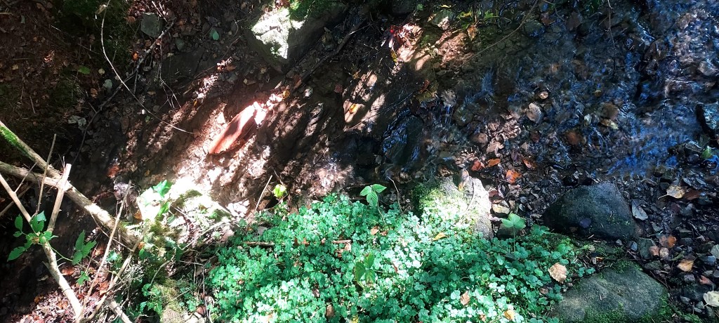 Small mountain stream in sunlight