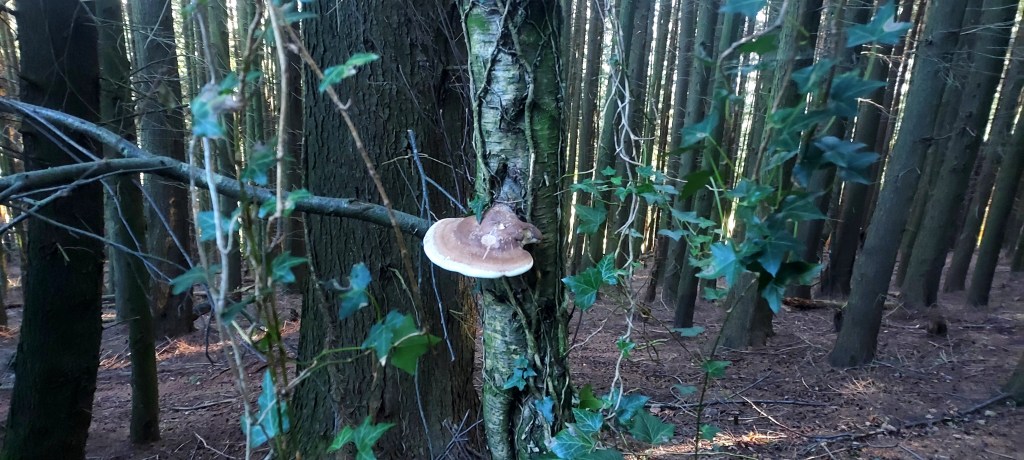 Shell shaped fungi growing from tree trunk in a forest