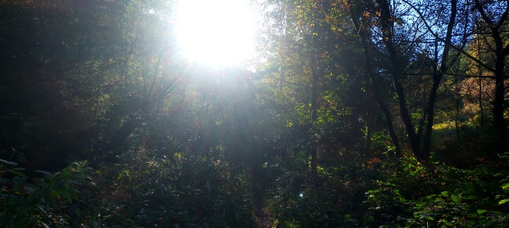 Low sunlight through mixed autumn colour in the forest