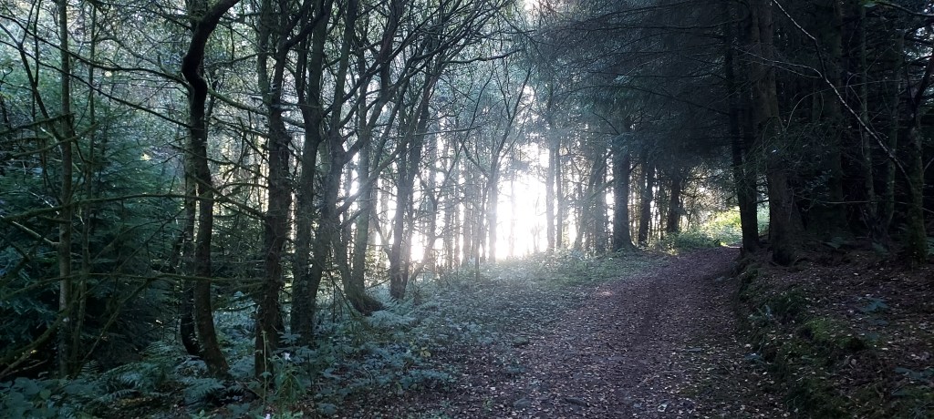 Idyllic woodland path with sunlight filtering through ahead