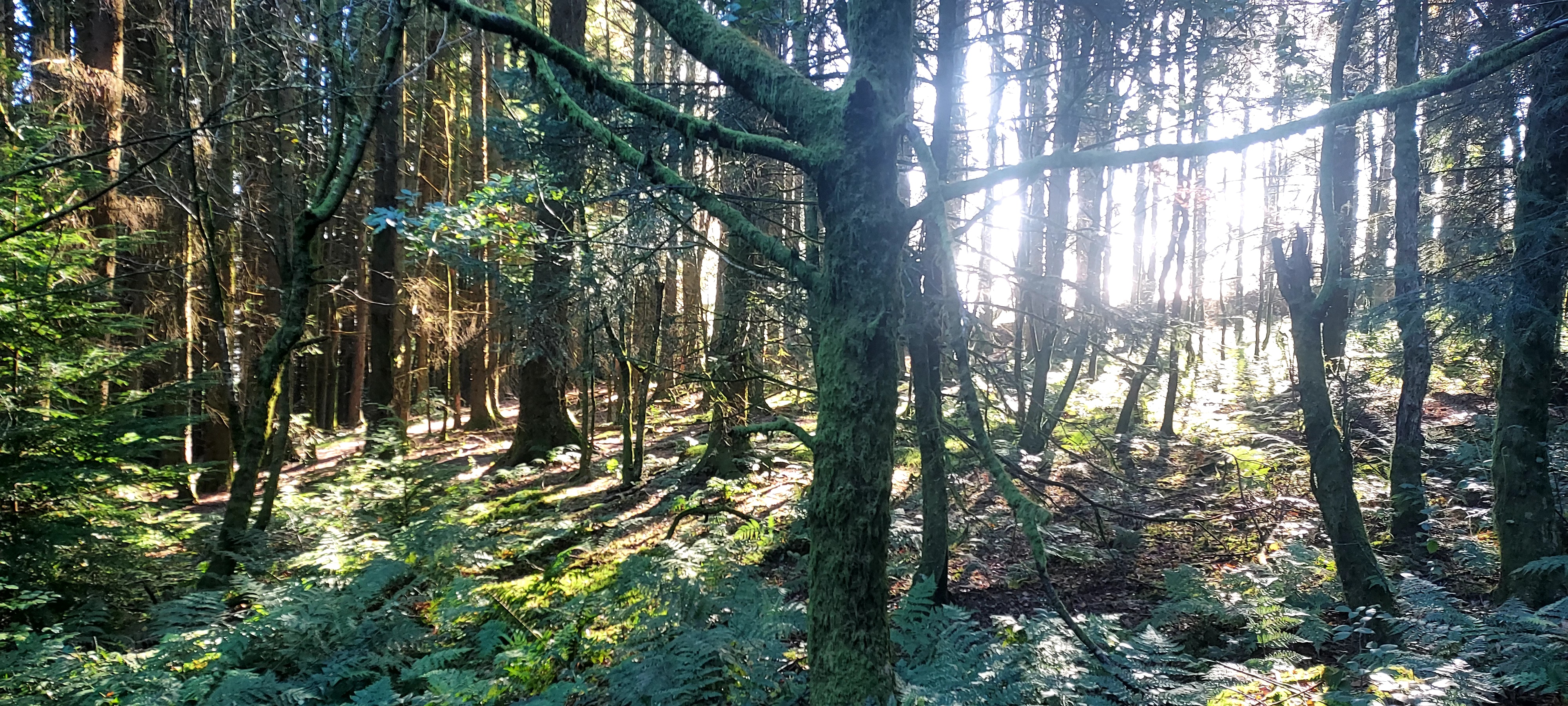 Walking Diaries*Autumn*
Forest life from the coal dust…