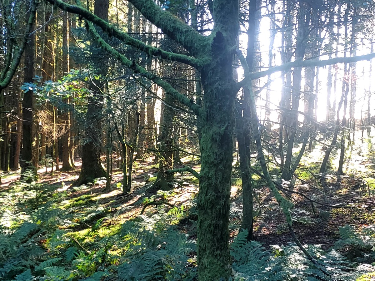 Walking Diaries*Autumn*
Forest life from the coal&nbsp;dust…