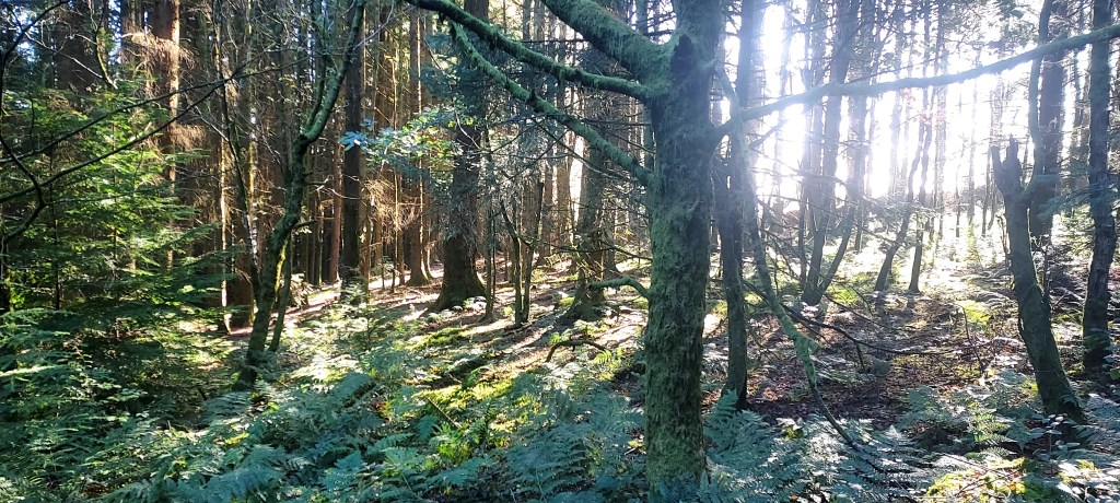 Sunlight through trunks of trees and mossy forest floor