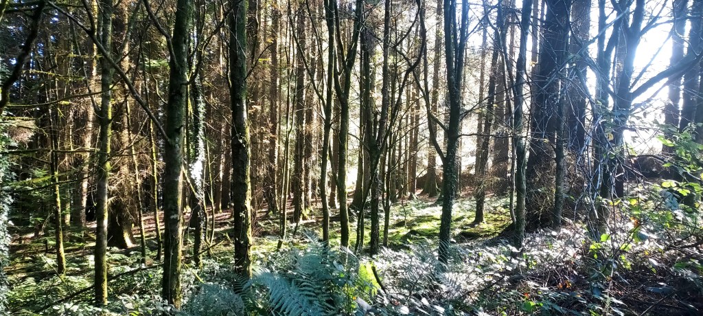 Sunlight through trunks of trees and mossy forest floor