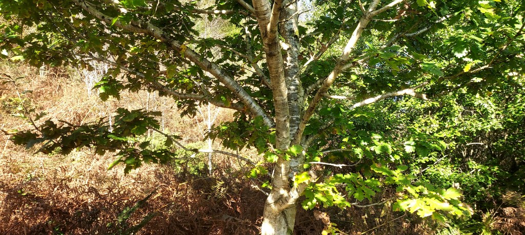 Sun dappled young oak tree