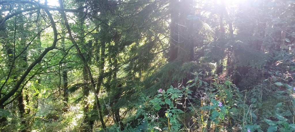 Sunlight through evergreens