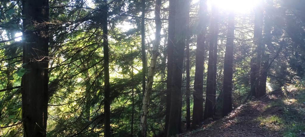 Sunlight through evergreens
