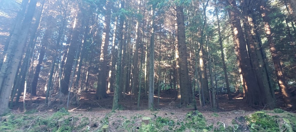 Evergreen forest floor dappled with sunlight