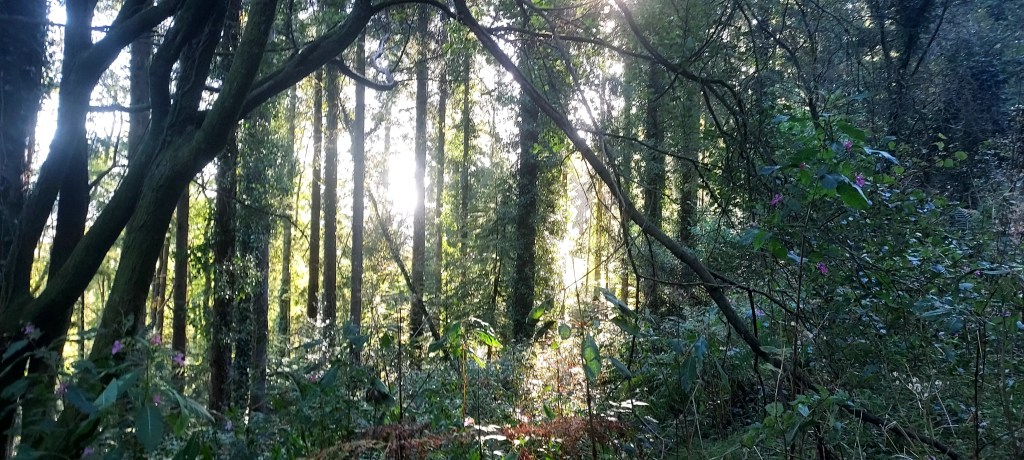 Sunlight through the forest