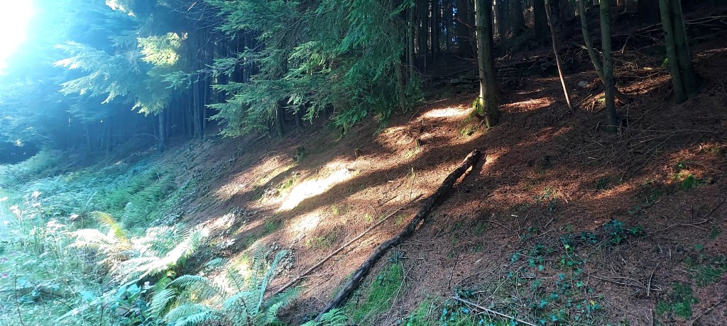 Sunlight across forest floor