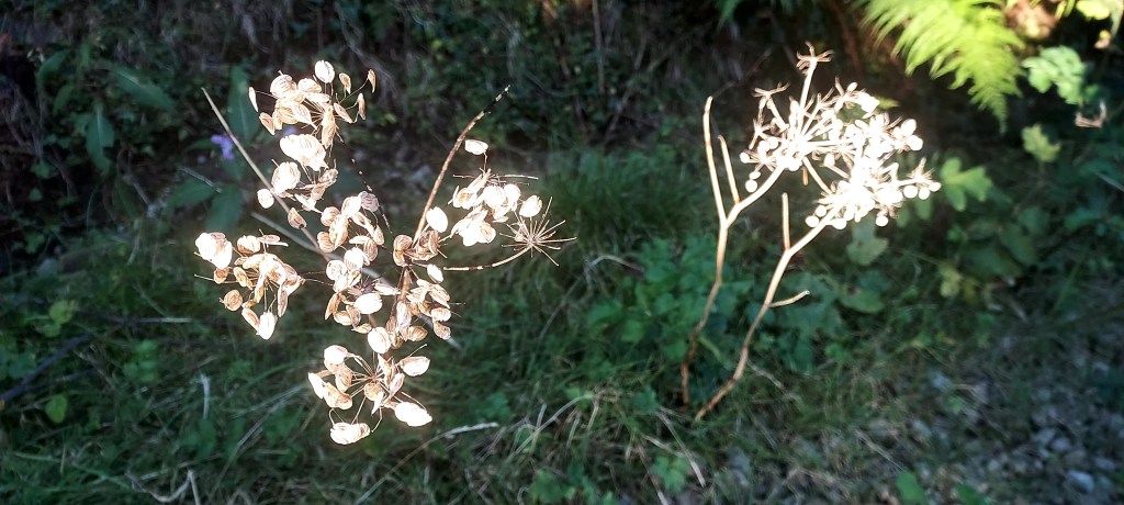 Seed heads in bright sunlight