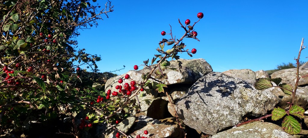 Hawthorn branch and berries against sunny stone wall Hawthorn branch and berries against sunny stone wall