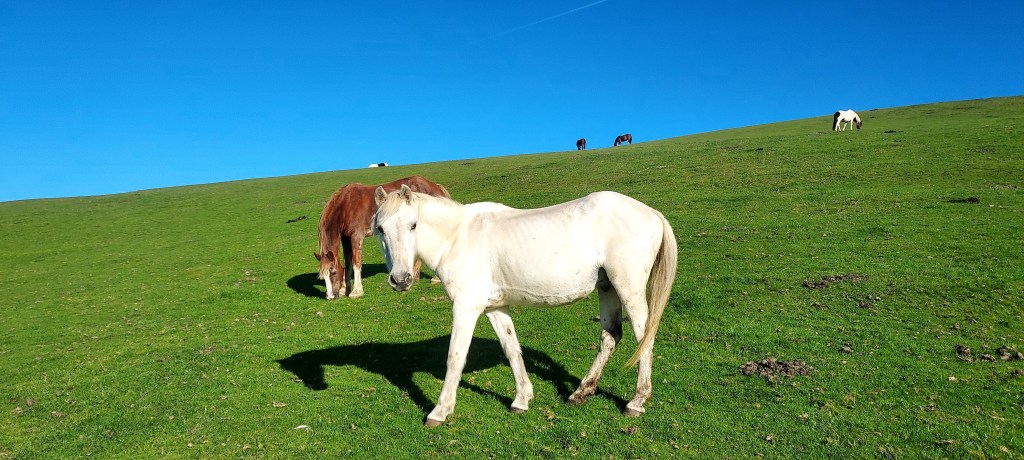 White horse in foreground on green mountaintop and blue sky beyond White horse in foreground on green mountaintop and blue sky beyond