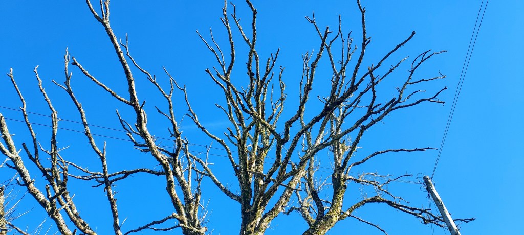 Top of a bare tree Top of a bare tree