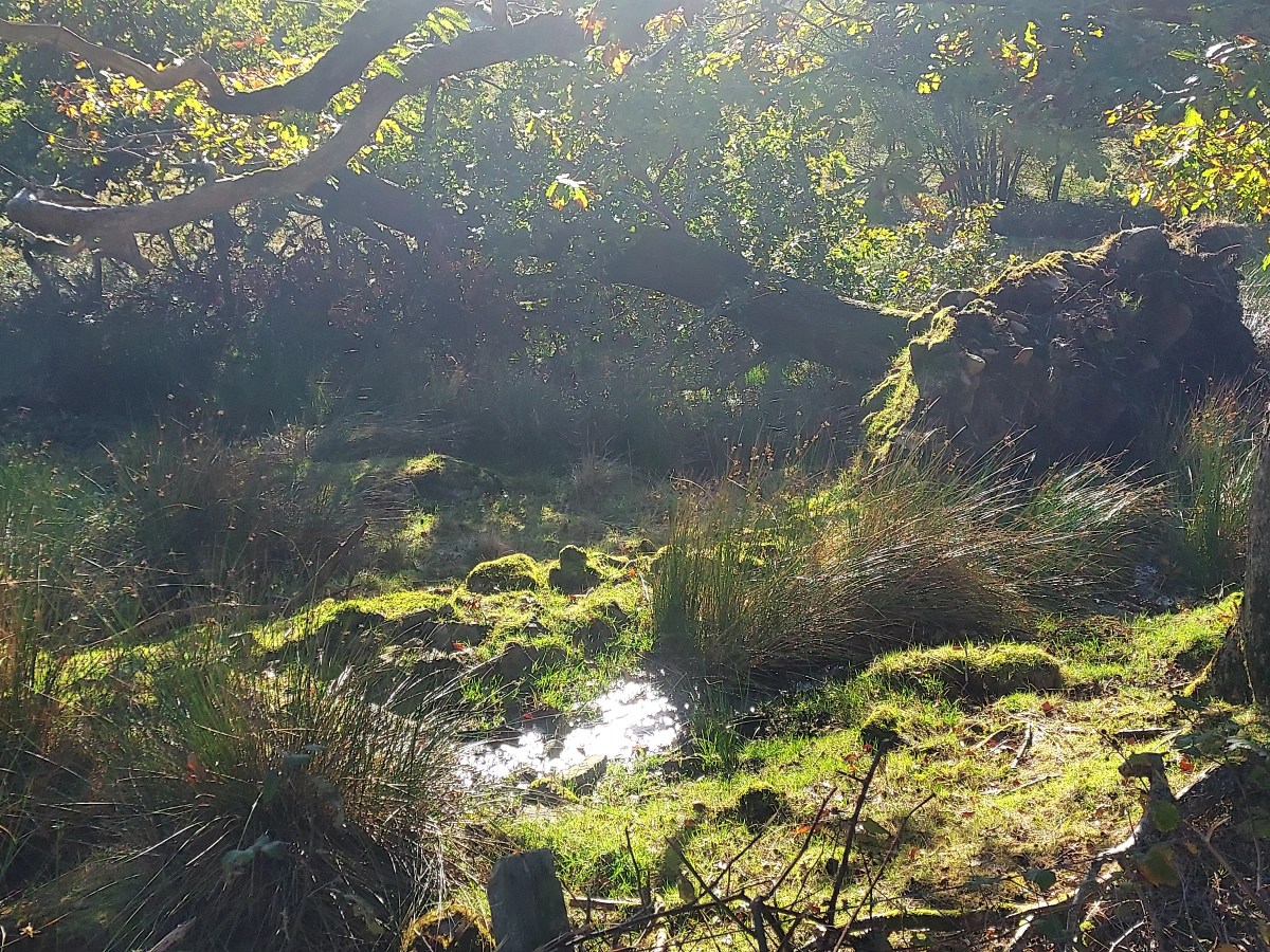 Walking Diaries*Autumn*
The magical light of&nbsp;Equinox