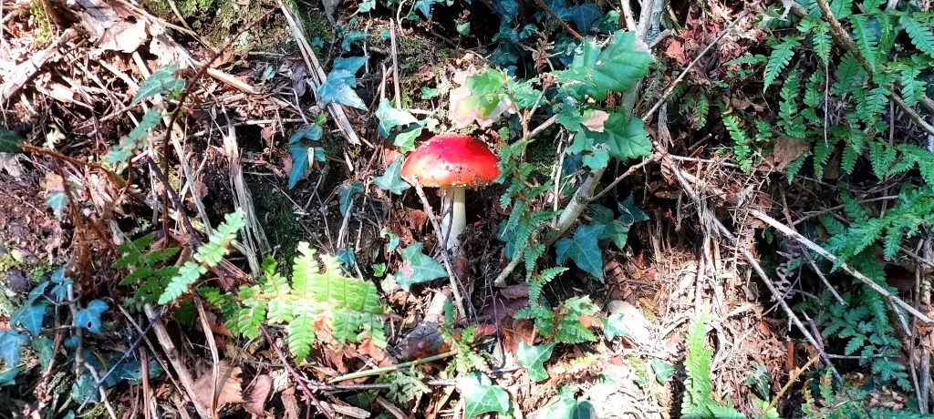 Red toadstool amongst bracken and autumn leaves Red toadstool amongst bracken and autumn leaves