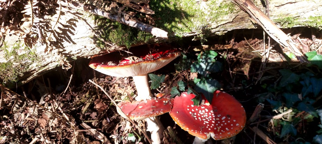 Red toadstool amongst bracken and autumn leaves Red toadstools amongst bracken and autumn leaves