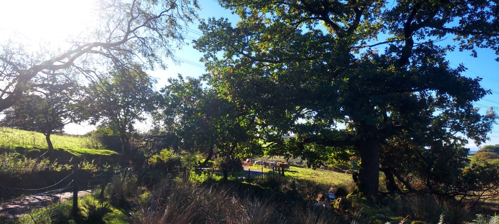 Oak tree in a rural landscape with cows in the distance Oak tree in a rural landscape with cows in the distance