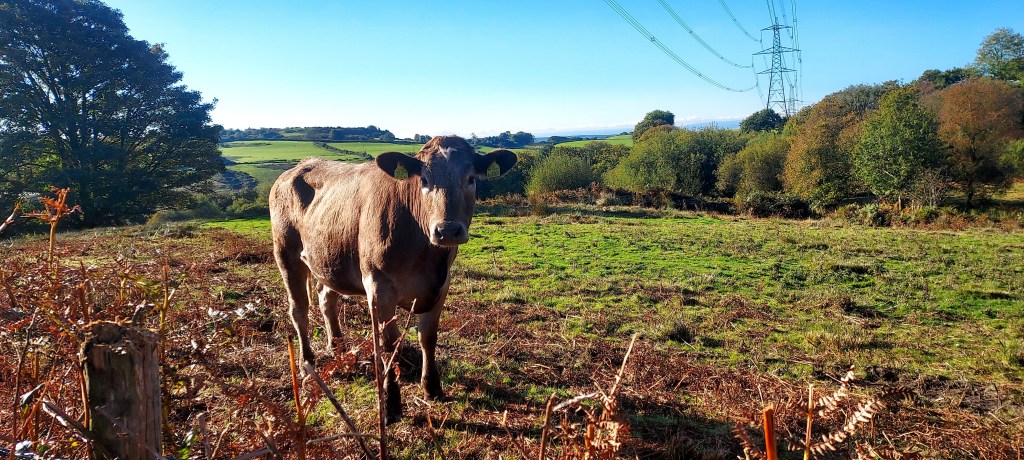 Cow in a sunny autumn landscape Cow in a sunny autumn landscape