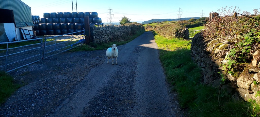 Sheep in a lane outside a farm Sheep in a lane outside a farm