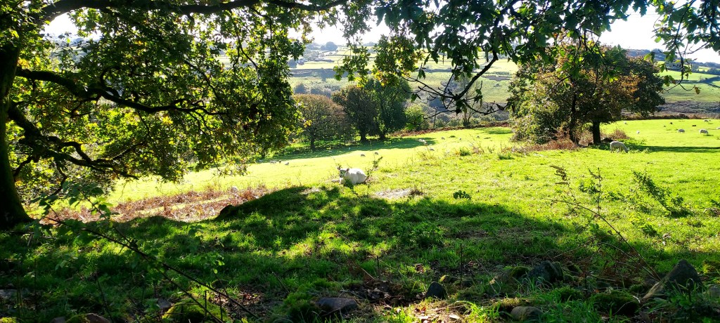 Sheep lying in sunshine on autumn hillside Sheep lying in sunshine on autumn hillside