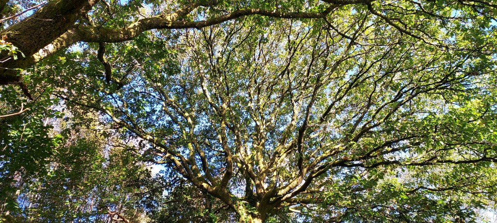 Sunlight through oak canopy Sunlight through oak canopy