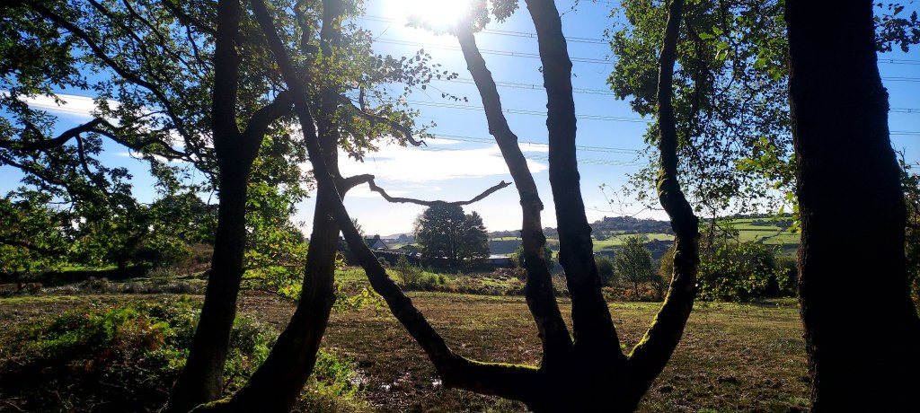 Hazy sun through silhouetted tree trunks and hillside landscape Hazy sun through silhouetted tree trunks and hillside landscape