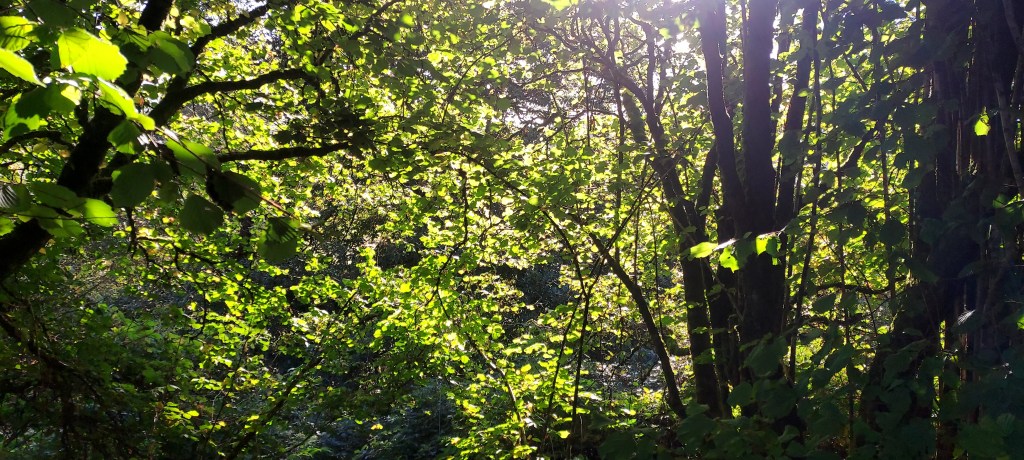 Golden sunlight through green trees