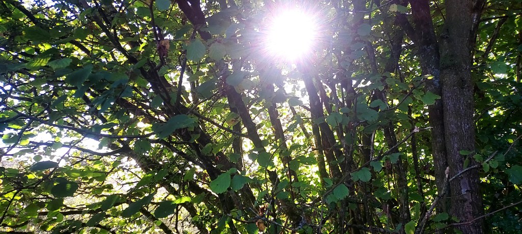 Hazy low sunshine through branches of a tree Hazy low sunshine through branches of a tree