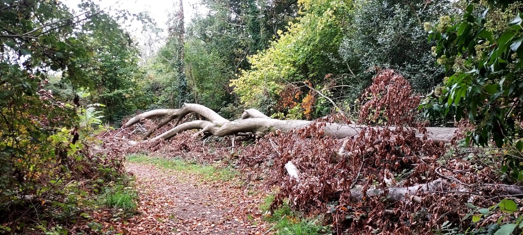 Fallen bough of a beech tree amidst autumn leaves and colours on woodland path