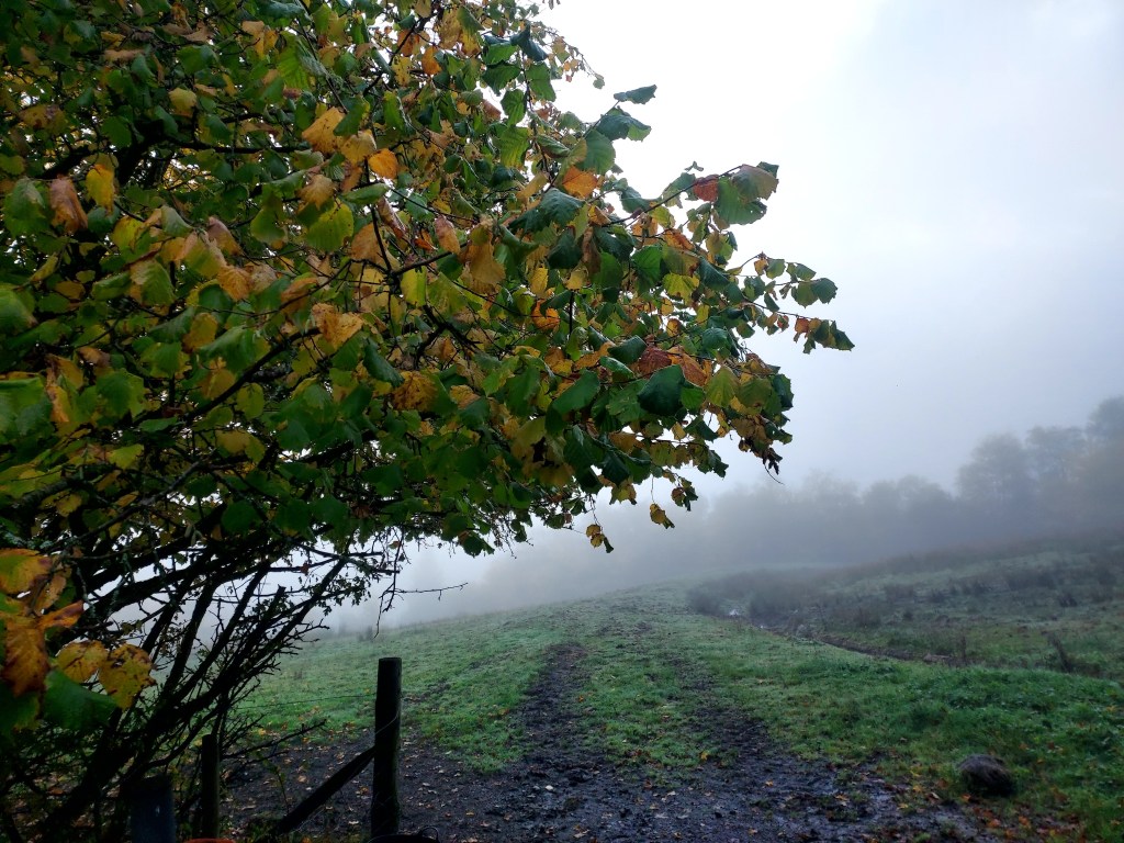 Autumn leafed tree with misty field beyond