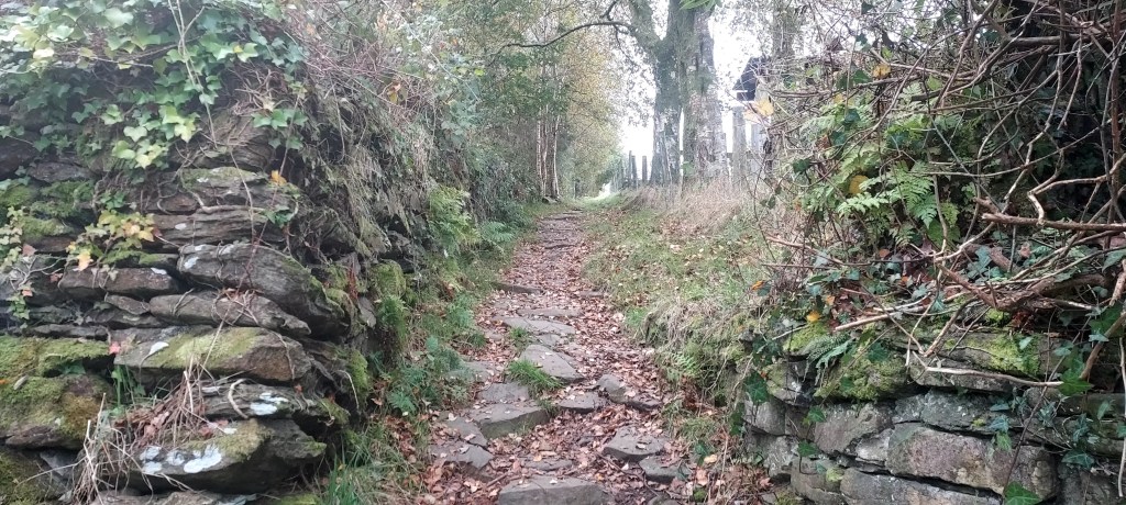 Cobbled woodland path with autumn leaves