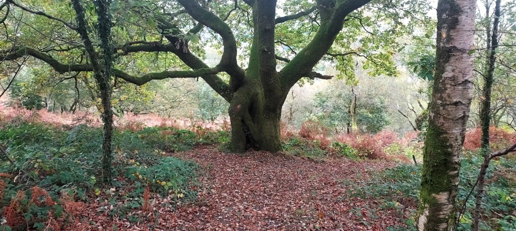 Large gnarly trunked oak tree amidst autumn leaves