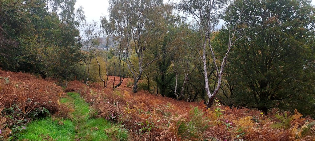 Woodland path through bronzed bracken