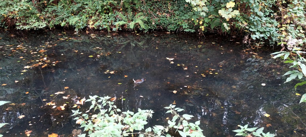 Moorhen on reflective water of canal amidst autumn leaves