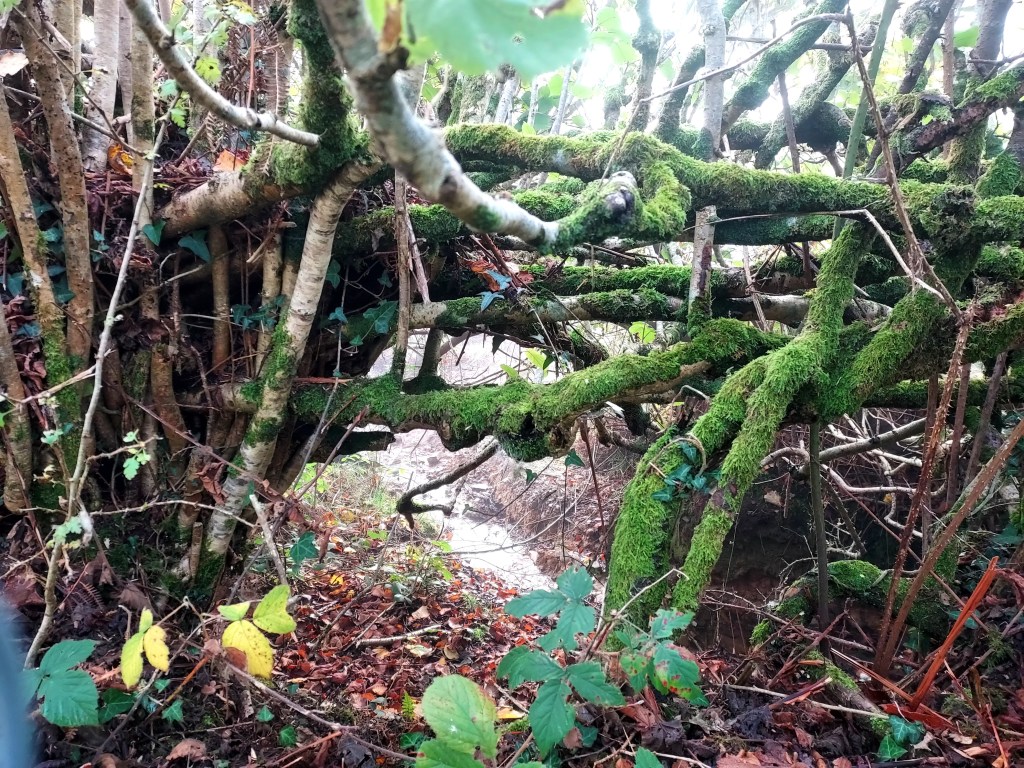 Stream in the mist viewed through mossy branches