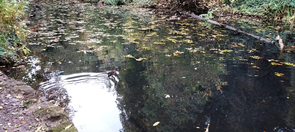 Moorhen on reflective water of canal with autumn leaves floating
