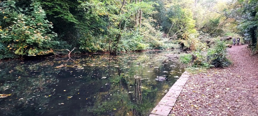 Reflections in the water and autumn leaves on a canal with autumn trees