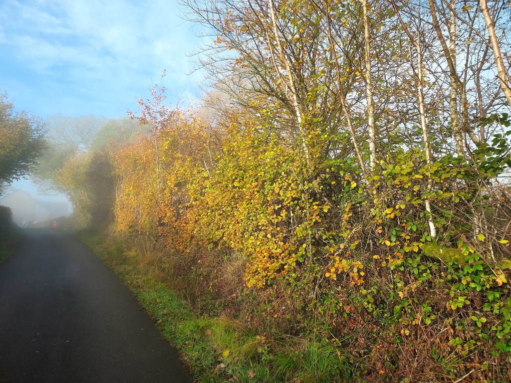 Sun shining through misty lane onto autumn trees