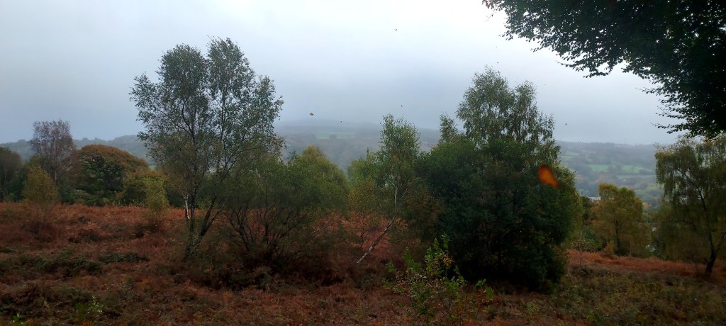 Autumn leaves flying through air on bracken covered hillside