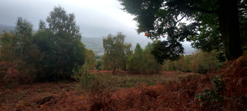 Autumn leaves flying through air on bracken covered hillside