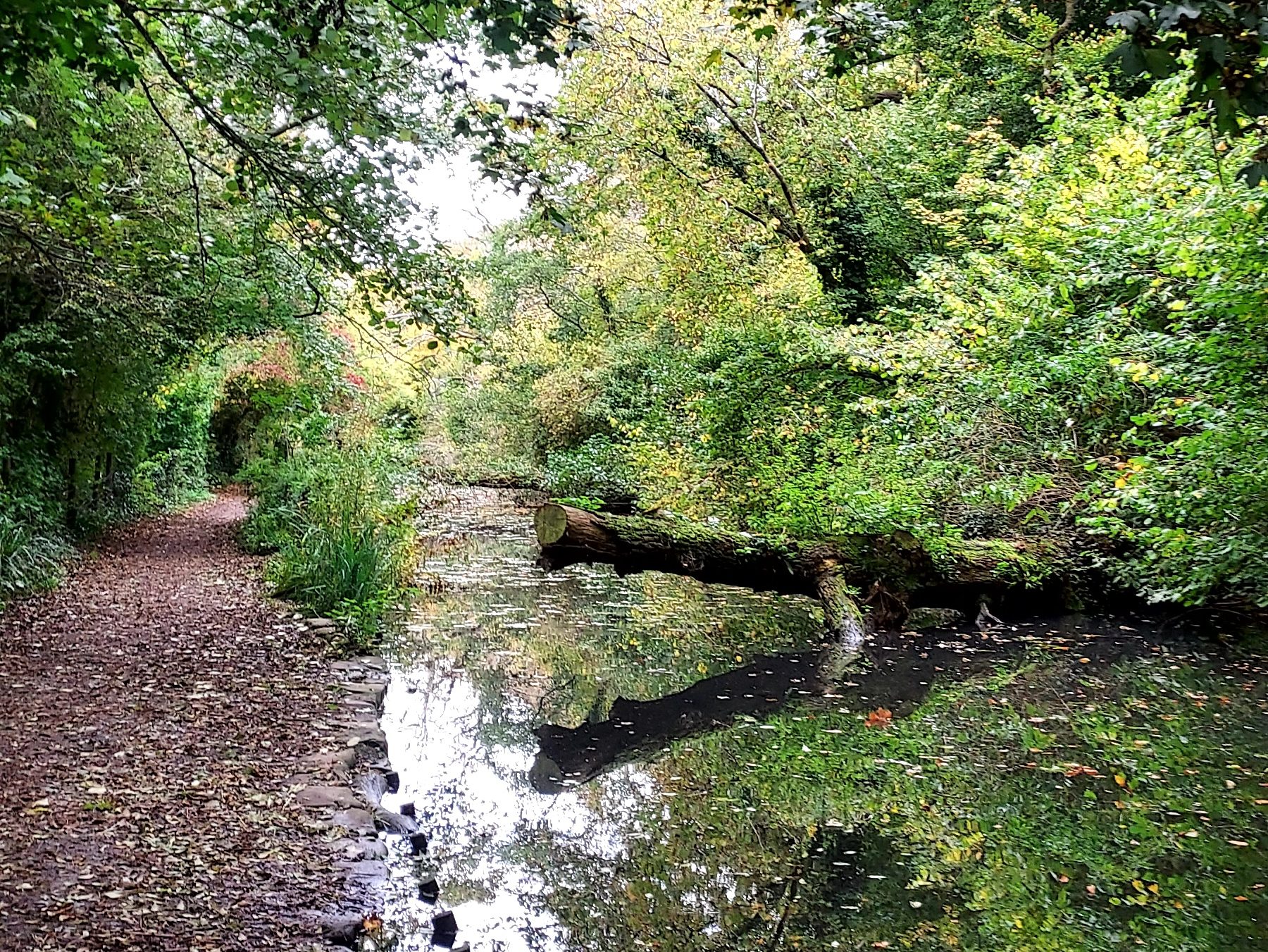 Fallen tree across a canal and path surrounded by autumn trees and leaves