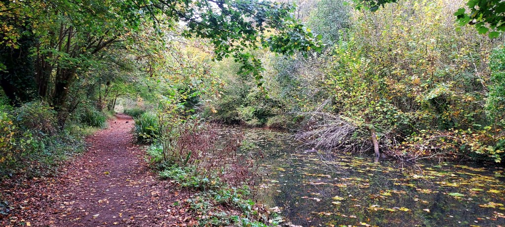 Canal side path strewn with autumn leaves, surrounded by autumn trees and leaves on the water