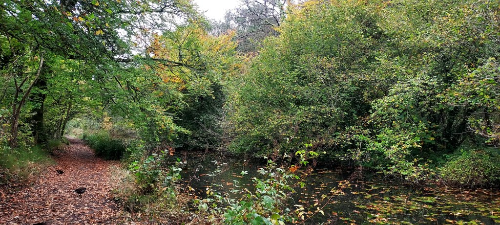 Canal tow path with autumn leaves, moorhens on the path, autumn trees and leaves floating on the water