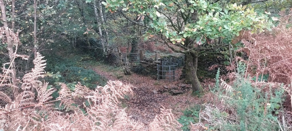 Kissing gate on woodland path amidst autumn leaves