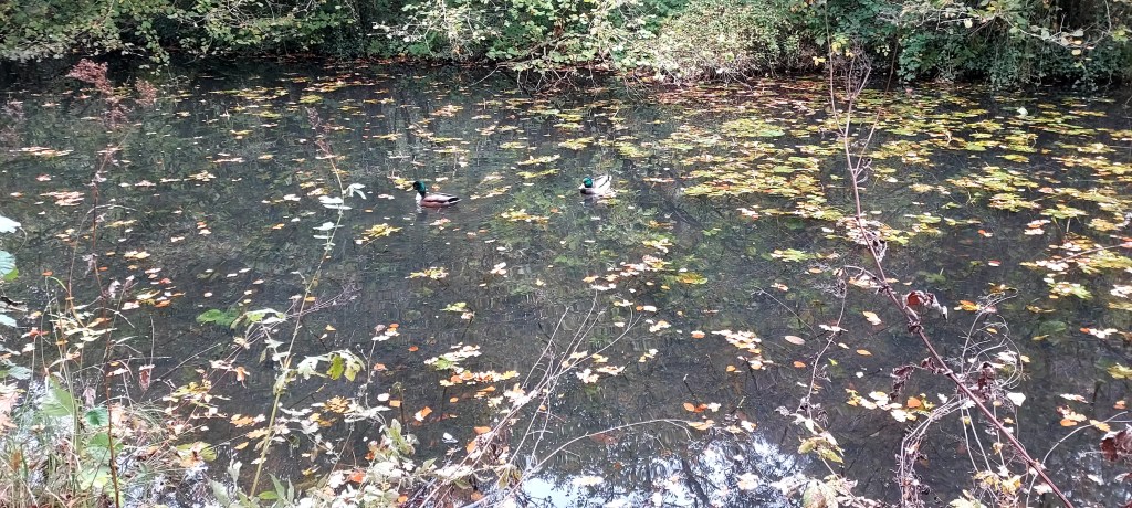 Mallards floating on a canal amidst autumn leaves