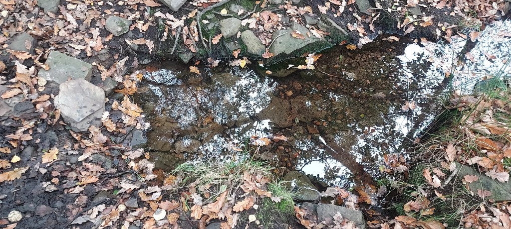 Autumn leaves and light reflections in small stony stream