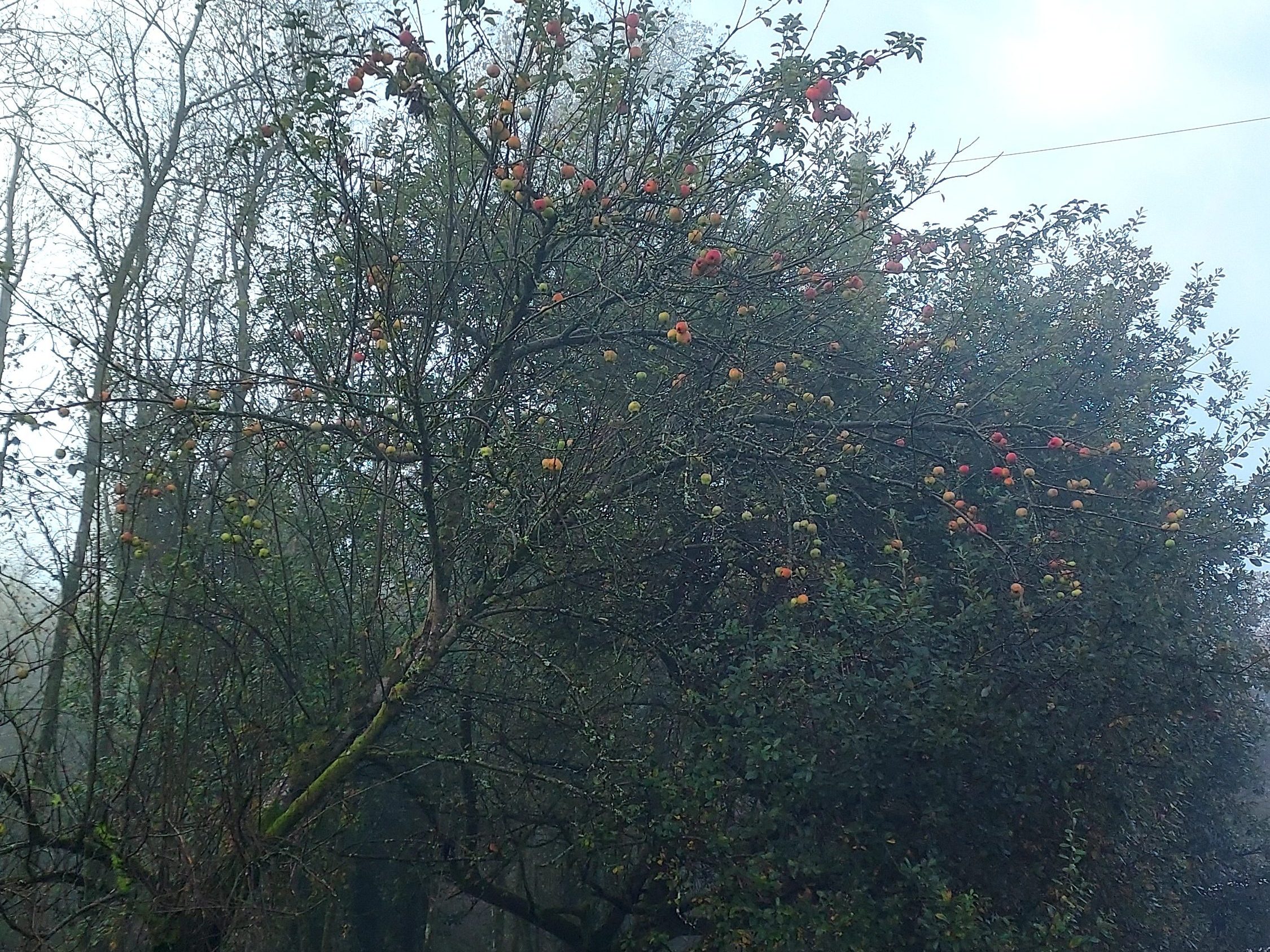 Apples on a misty autumn morning