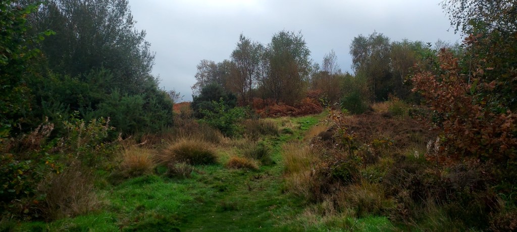 Hilltop path with trees and bronze bracken