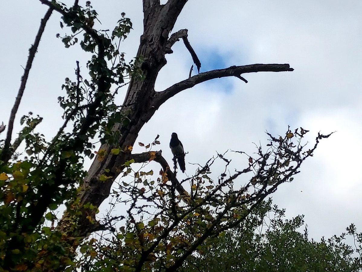 Magpie silhouetted against the sky on bare tree branch